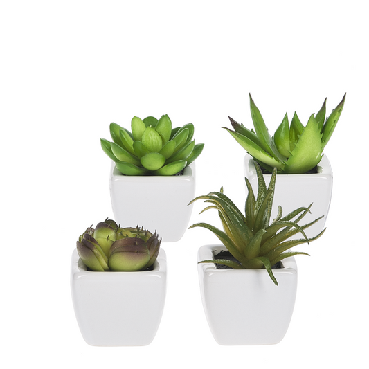 Succulent in a Pot