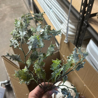 Frosted Holly