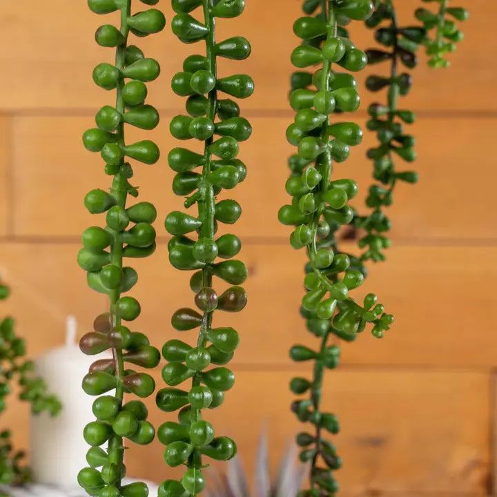 faux string of pearls succulent Events and Crafts