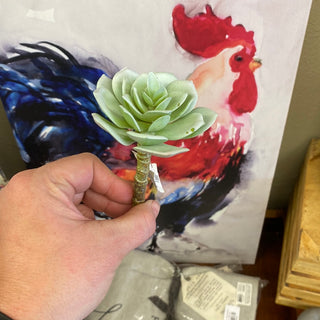 Echeveria Succulent Grey