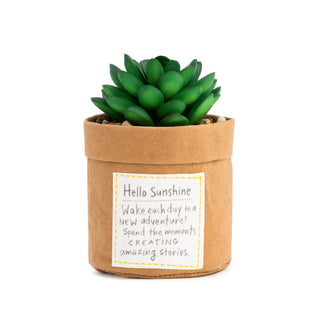 Plant Kindness Sunshine