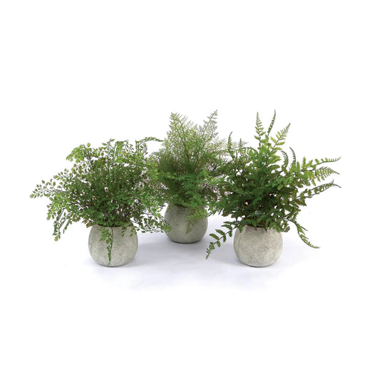 1 Fern Pot